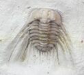 Bargain, Spiny Kettneraspis Trilobite - Oklahoma #42856-4